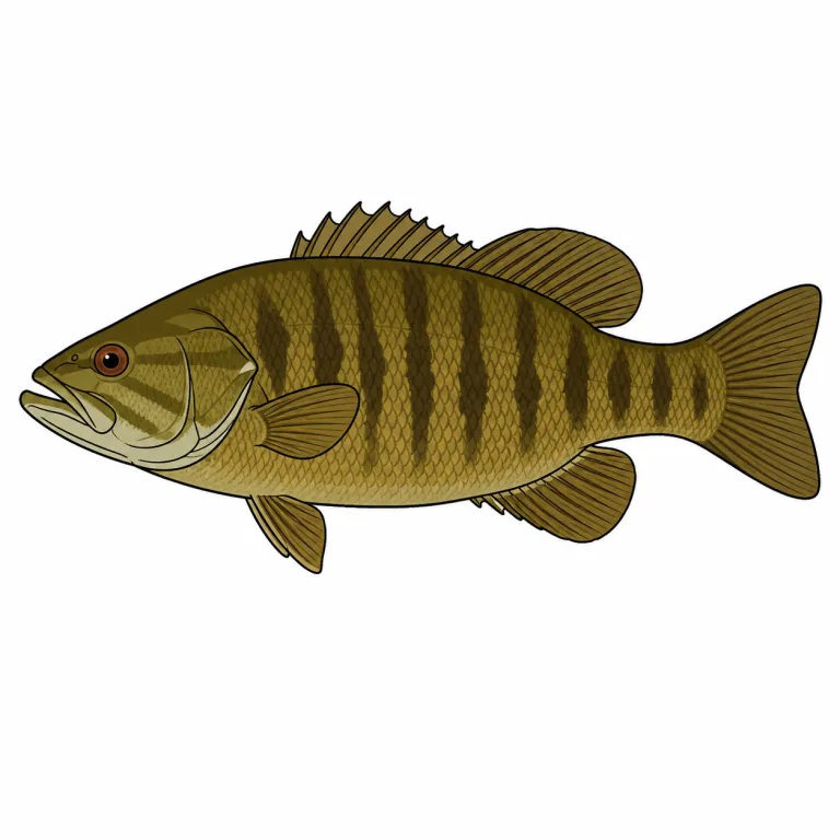 smallmouth（スモールマウス（魚）・noun）の覚え方イラスト