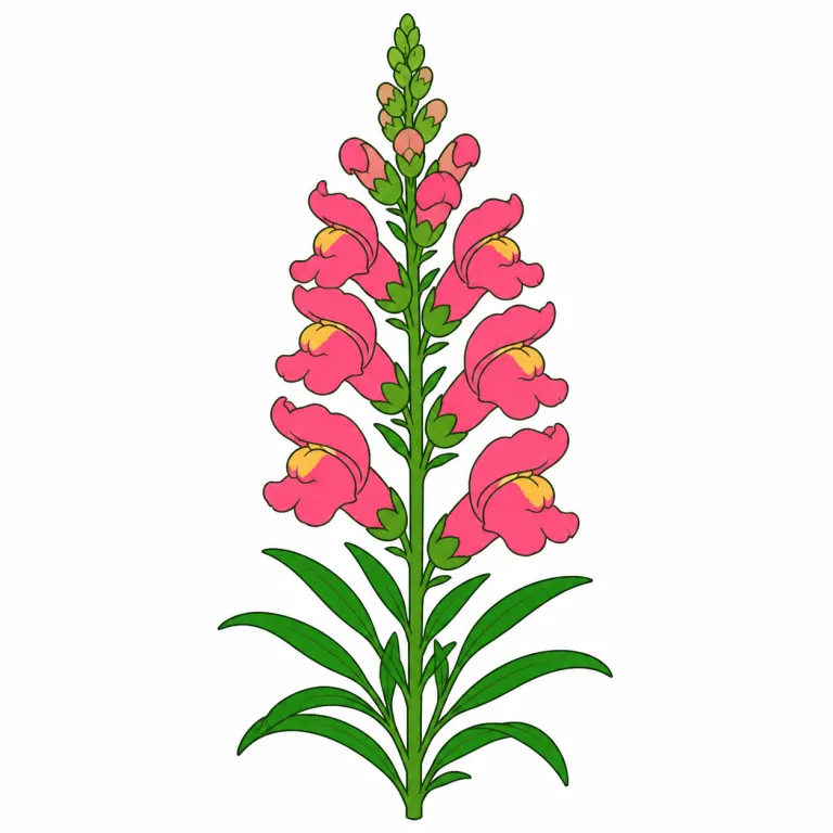 snapdragon（キンギョソウ・noun）の覚え方イラスト