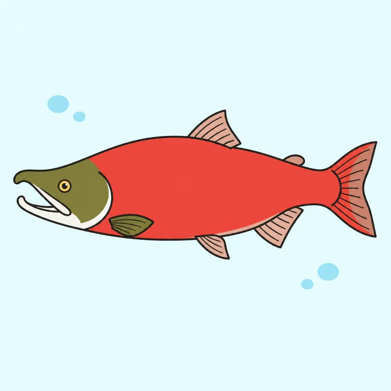 sockeye（紅鮭・noun）の覚え方イラスト