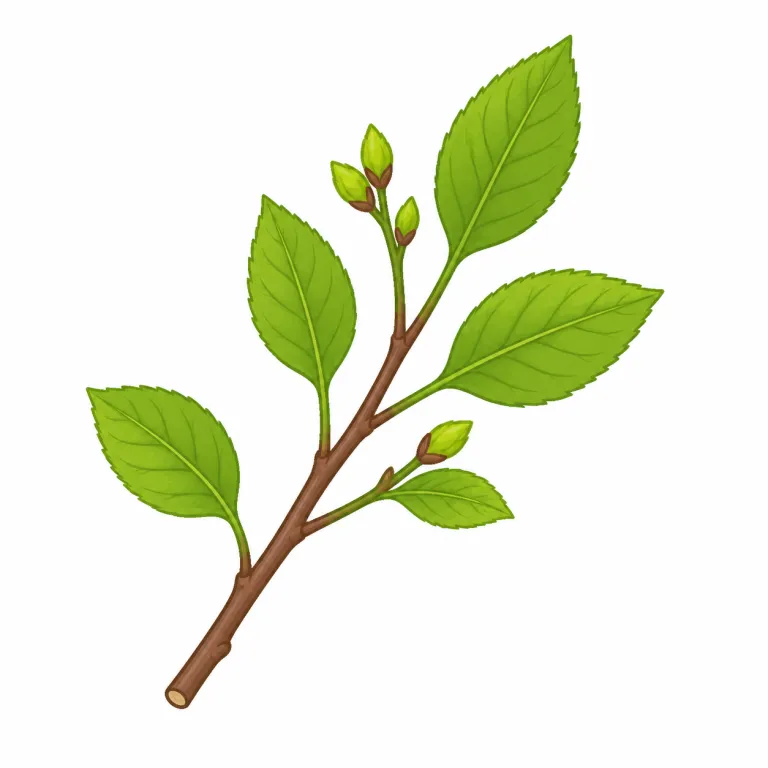 sprig（小枝・名詞）の覚え方イラスト — sprig は料理の場面で覚えると定着しやすい語