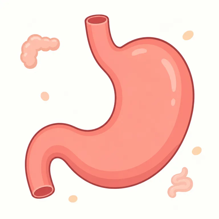 stomach（胃・名詞）の覚え方イラスト — stomach は腹部全体ではなく、食べ物を受け止めて消化する内臓としての「胃」に意識を置く語です