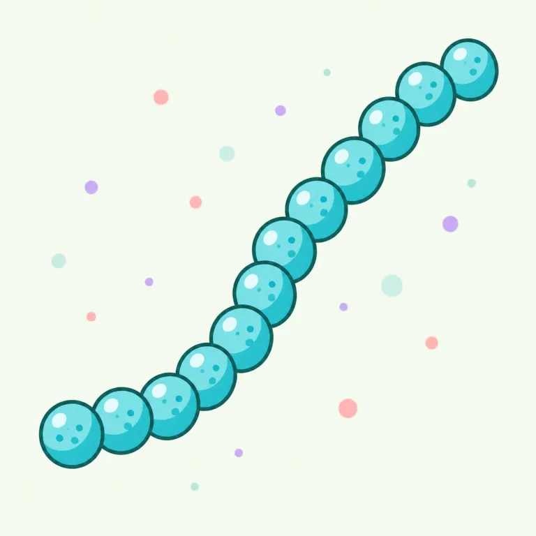 streptococcus（連鎖球菌・名詞）の覚え方イラスト — 医学英語では strepto- と -coccus に分けて見ると覚えやすいです