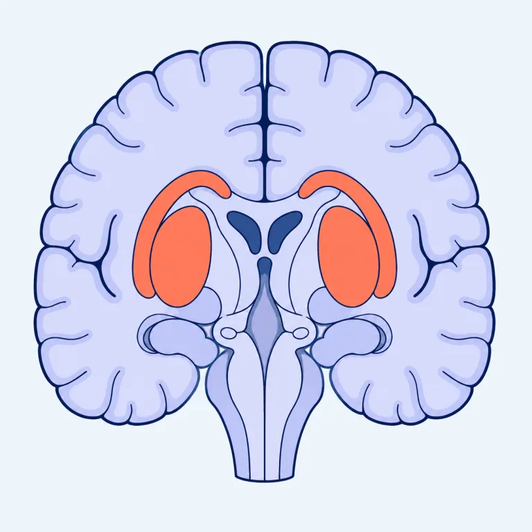 striatum（線条体・noun）の覚え方イラスト