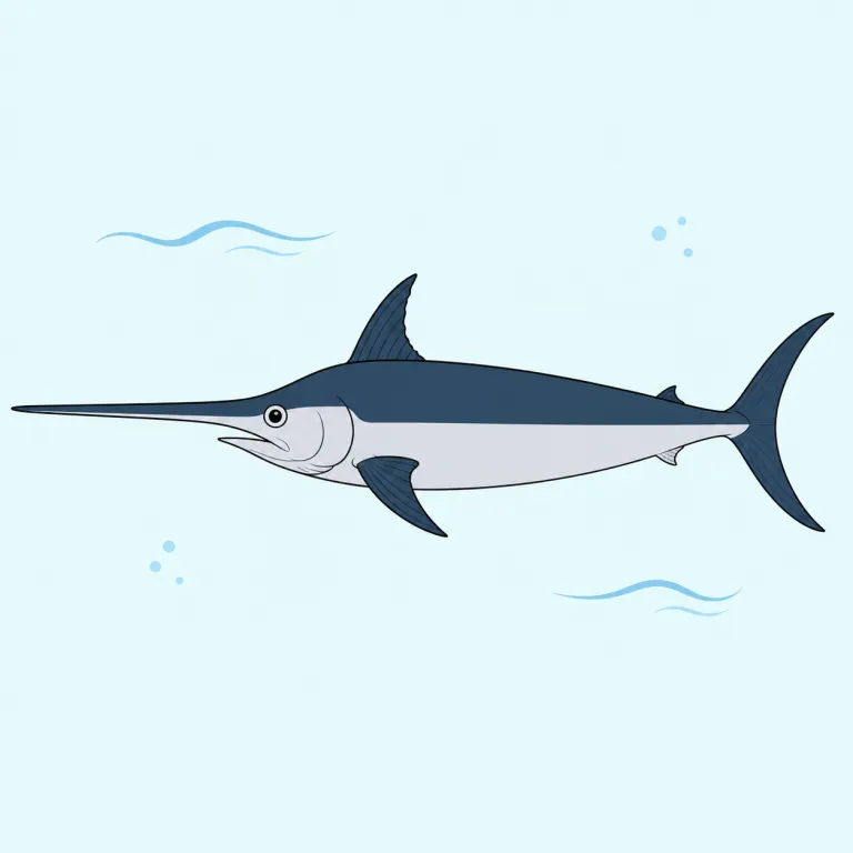 swordfish（メカジキ・noun）の覚え方イラスト