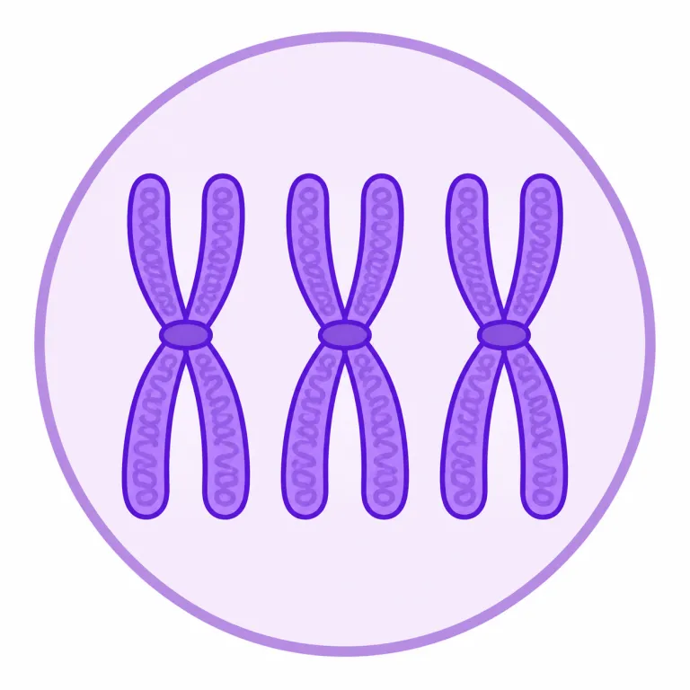 trisomy（トリソミー・noun）の覚え方イラスト