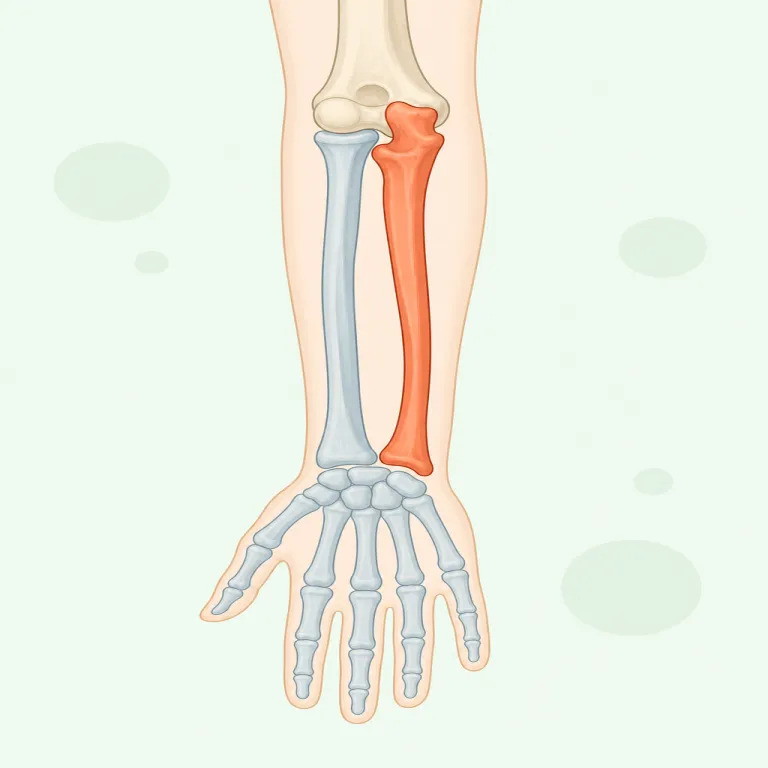 ulna（尺骨・名詞）の覚え方イラスト — ulna は単独で暗記するより、前腕の2本セットとして radius と対にして覚えると残りやすい語です