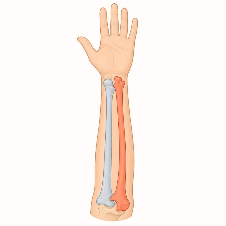 ulnar（尺骨の・形容詞）の覚え方イラスト — まず名詞 ulna（尺骨）を軸にして、形容詞語尾 -ar が付くと『〜に関する』になる形で覚えると整理しやすいです