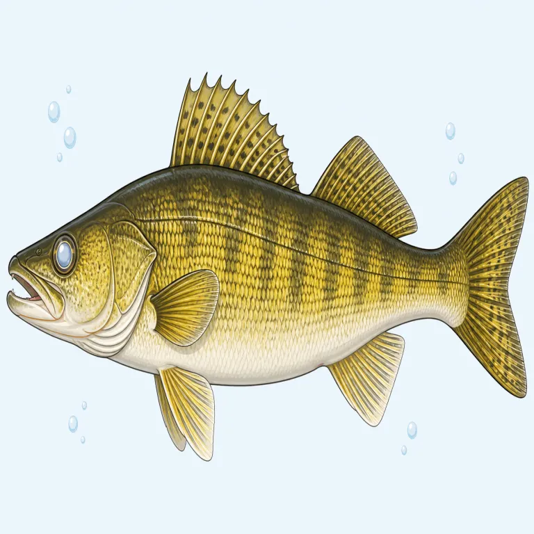 walleye（ウォールアイ（北米産の淡水魚）・名詞）の覚え方イラスト — まず eye が見えるので、「目が印象に残る魚名」と結びつけると覚えやすいです